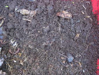 Less than 2 weeks later the surface of the worm farm with the cat waste completely gone.