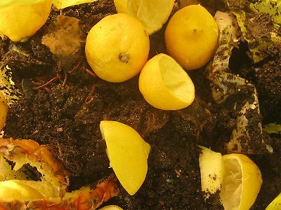 Lemon peels in a worm farm