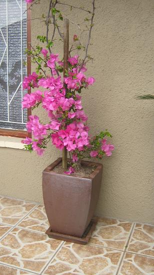 A lovely way to implement container gardening is in a decorative clay pot with a flower on a terrace.