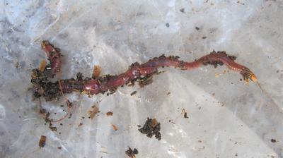 Compost worm