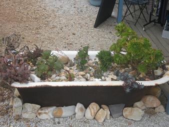 A bathtub with succulents.