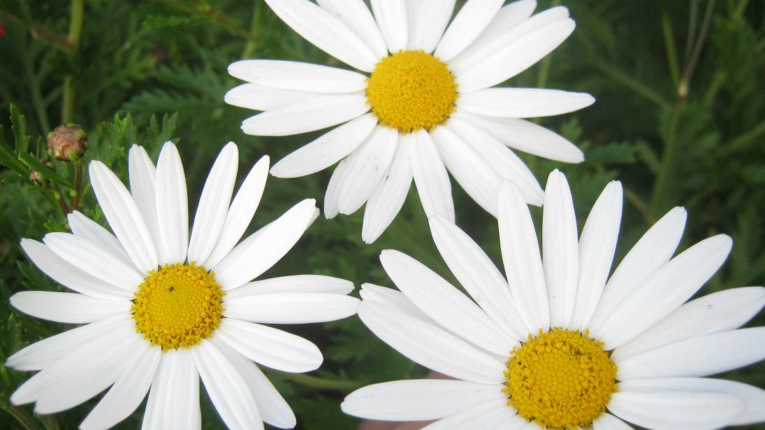 Daisies can be seen in many variations in spring.