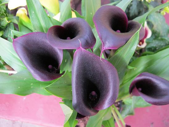 Arum lily