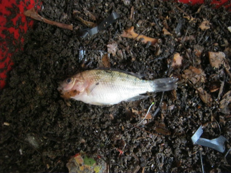 Dead tilapia in a worm bin