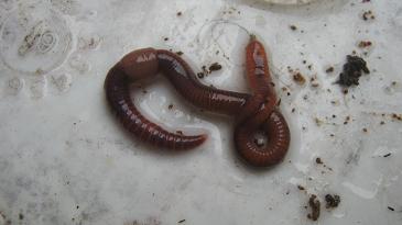 A mature compost worm "Eisenia fetida"