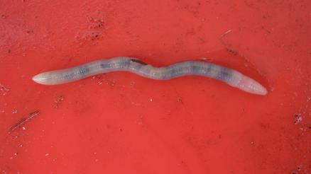 An endogeic earthworm that lives in topsoil and feeds on decaying organic matter in the ground.