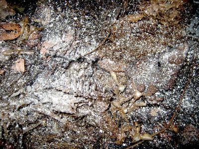 feeding powdered egg shells in a worm bin