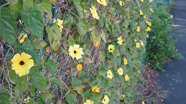 Blumen an einem Maschendrahtzaun.