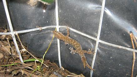 Geckos can be frequent visitors to worm bins in certain parts of the world