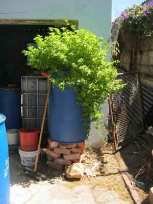 Aquaponics mint plant used to drive out ants from a worm bin 