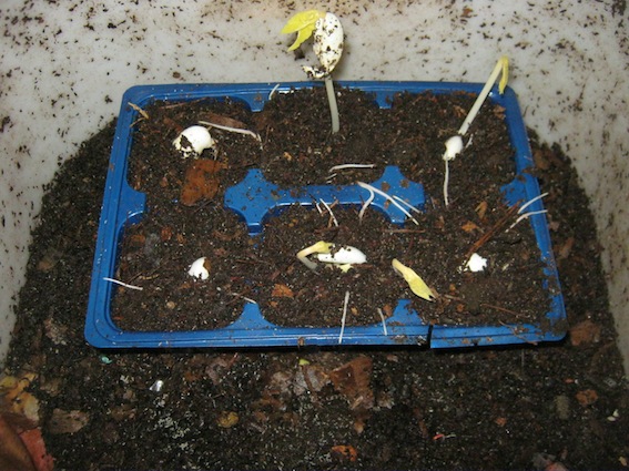 Green bean seedlings after 6 days inside a worm bin.