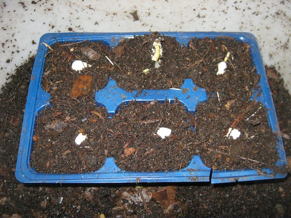 Green bean seedlings after 5 days inside a worm bin.