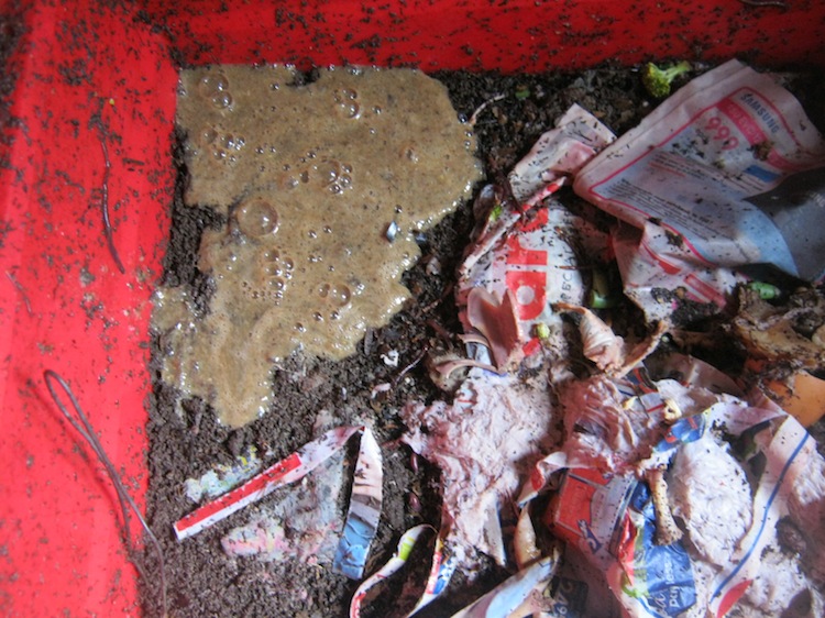 Snail sludge in the worm bin