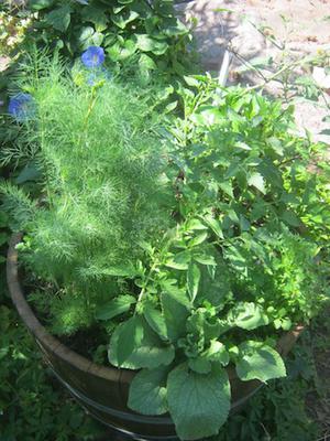 Our herb garden worm farm in full swing