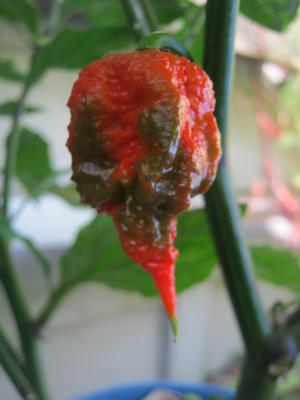 Carolina Reaper fruit changing color