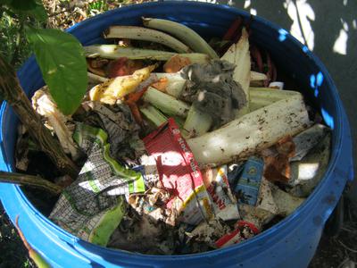 Kitchen waste in Carolina Reaper pot