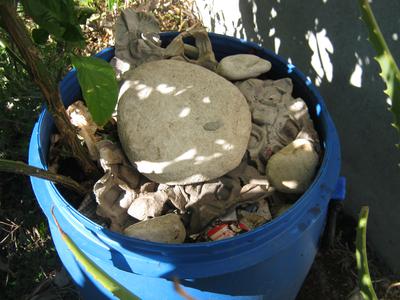 kitchen waste covered with egg carton in Carolina reaper pot