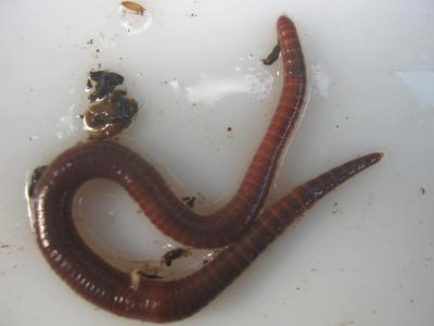 Eisenia fetida worm close up