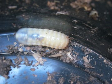 Maggot of the African fruit beetle