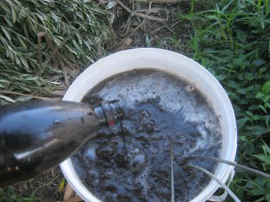 Molasses added into bubbling compost-tea.