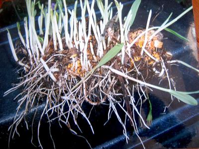 Corncob germinated in a worm bin