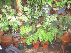 These potted plants are greening a hole wall.