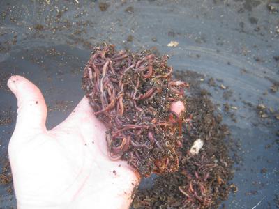 Compost worms in my hand