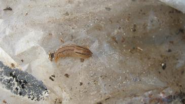 slug in a worm farm