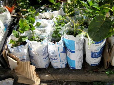 Milk sachet nursery with small cork oaks and tomarillos