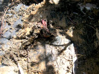 Snails Slugs And Worms In A Container Garden