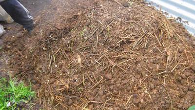 A pile of horse manure prepared for worm composting