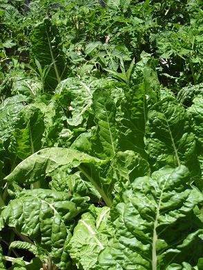 Gesunde Spinat Pflanzen die in Gartenerde mit dem Zusatz von Wurmhumus gewachsen sind.