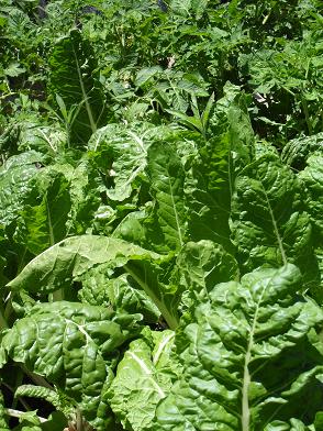 Swiss chard plants grown in worm rich soil