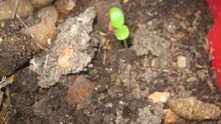 Sunflower seedling in a dog poop worm farm.