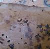 Healthy baby worms, even after the ant incident