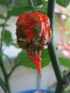 Carolina Reaper fruit changing color