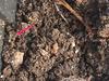 Ants in my worm bin