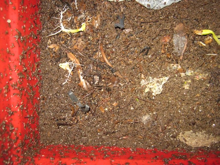 Tilapia completely composted by worms after just one week