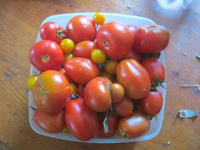 Some freshly harvested tomatoes from our Vegetable garden.