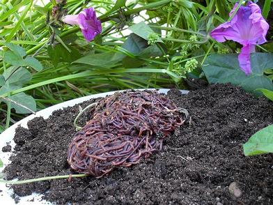 A ball of compost worms