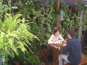 Hanging plants in Cape town.