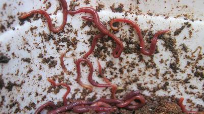 Composting worms crawling up the wall of a worm bin