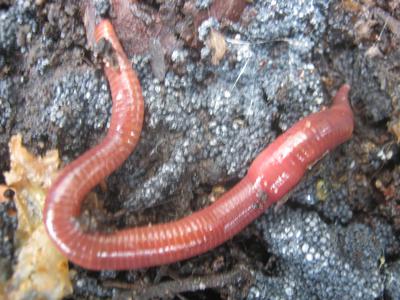 A compost worm on the surface of the worm bedding