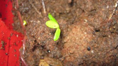 Compost worms can reccycle human manure