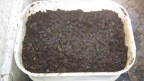 The middle bin of 3 tier worm farm with worm castings.