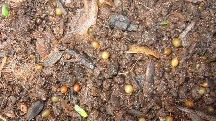 More than 20 worm cocoons on a tiny space in a dog waste worm bin