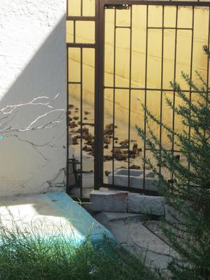 Dog poop piled up in a passage next to a house