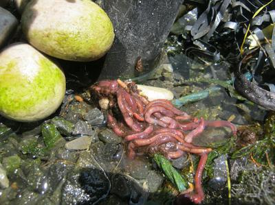 Worms added to an aquaponics grow bed